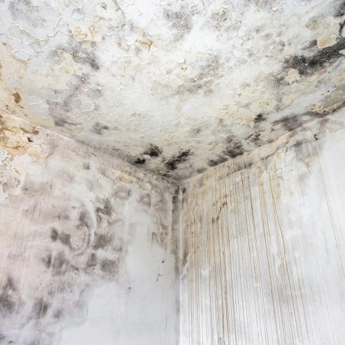 Mold fungus on ceiling and wall of roomcreating health problems for the home owners. Molds can thrive on any organic matter including ceilings, walls and floors of homes with moisture management problems.