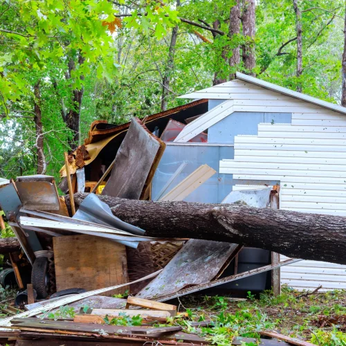 shed-was-damaged-when-trees-uprooted-by-strong-win-2026-01-09-09-04-59-utc
